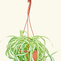 Medium Spider Plant 'Bonnie' (Chlorophytum comosum ‘Bonnie’)