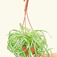 Medium Spider Plant 'Bonnie' (Chlorophytum comosum ‘Bonnie’)