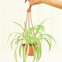 Medium Spider Plant (Chlorophytum comosum variegata)