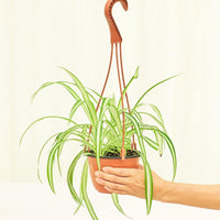 Medium Spider Plant (Chlorophytum comosum variegata)