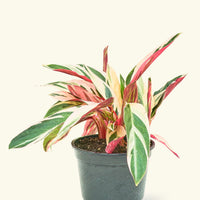 Stromanthe 'Triostar' Rooted