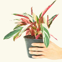 Stromanthe 'Triostar' Rooted MD