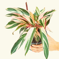 Stromanthe 'Triostar' Rooted MD