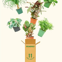 Six 6" pet-friendly plants in grow pots and a Rooted branded box.