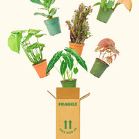 Six 6" plants in grow pots and a Rooted branded box.