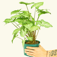 Medium White Arrowhead Plant (Syngonium podophyllum)