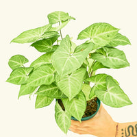 Medium White Arrowhead Plant (Syngonium podophyllum)