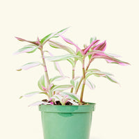 Medium Tradescantia 'Nanouk' (Tradescantia albiflora 'Nanouk')