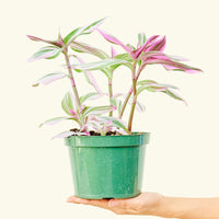 Medium Tradescantia 'Nanouk' (Tradescantia albiflora 'Nanouk')