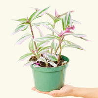 Medium Tradescantia 'Nanouk' (Tradescantia albiflora 'Nanouk')