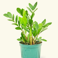 Medium ZZ Plant (Zamioculcas zamiifolia)