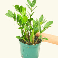Medium ZZ Plant (Zamioculcas zamiifolia)