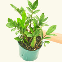 Medium ZZ Plant (Zamioculcas zamiifolia)