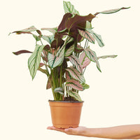 Medium Calathea 'White Star' (Calathea majestica) in grow pot