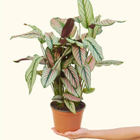 Medium Calathea 'White Star' (Calathea majestica) in grow pot