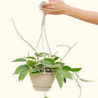 Hoya 'Macrophylla' 6" in a hanging basket held by a hand.