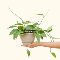 Hoya 'Macrophylla' 6" in a hanging basket held by a hand.
