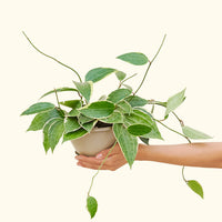 Hoya 'Macrophylla' 6" in a hanging basket held by a hand.