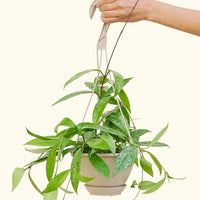 Hoya pubicalyx in a 6" hanging basket.