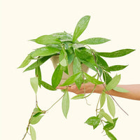 Hoya pubicalyx in a 6" pot held by a hand.