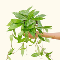 Hoya pubicalyx in a 6" pot held by a hand.