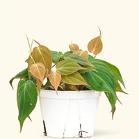Velvet Leaf Philodendron