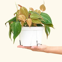 Medium Velvet Leaf Philodendron (Philodendron micans)