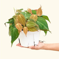 Velvet Leaf Philodendron