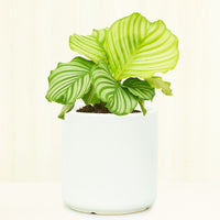 Classic Ceramic Planter Planter Peach & Pebble White SM