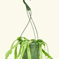 Carol Plant Rooted