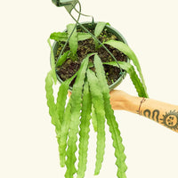 Carol Plant Rooted