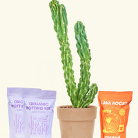 DIY Monstrose Cactus Kit