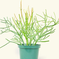 Large Pencil Cactus (Euphorbia tirucalli)