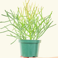 Large Pencil Cactus (Euphorbia tirucalli)
