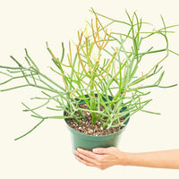 Large Pencil Cactus (Euphorbia tirucalli)