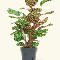 Large Peacock Plant (Calathea makoyana)