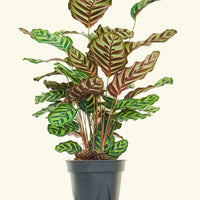 Large Peacock Plant (Calathea makoyana)