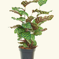 Large Peacock Plant (Calathea makoyana)