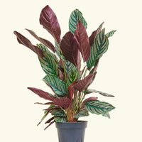 Large Calathea 'Pinstripe' (Calathea ornata)