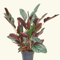 Large Calathea 'Pinstripe' (Calathea ornata)