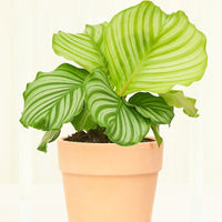 Terracotta Perfetto Cache Pot Planter Deroma Blush MD