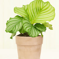 Terracotta Perfetto Cache Pot Planter Deroma Graphite MD