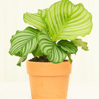 Terracotta Perfetto Cache Pot Planter Deroma Terracotta MD