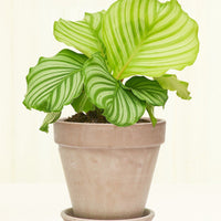 Standard Terracotta Planter with Tray Planter Deroma Graphite MD
