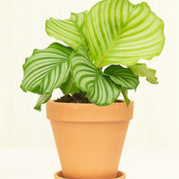 Standard Terracotta Planter with Tray Planter Deroma Terracotta MD