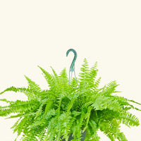 Large Boston Fern (Nephrolepis exaltata bostoniensis)