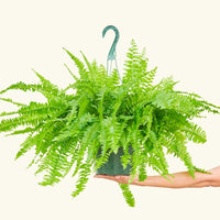 Large Boston Fern (Nephrolepis exaltata bostoniensis)