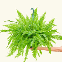 Large Boston Fern (Nephrolepis exaltata bostoniensis)
