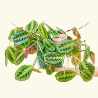 Large Red Prayer Plant (Maranta leuconeura)