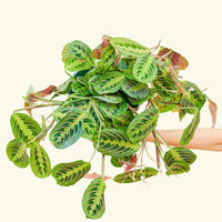 Large Red Prayer Plant (Maranta leuconeura)
